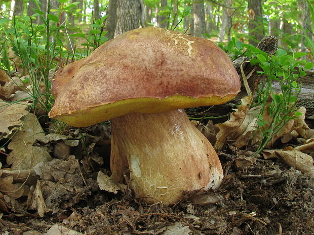 hríb sosnový Boletus pinophilus Pil. et Dermek in Pil.