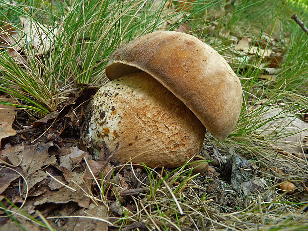 hríb dubový Boletus reticulatus Schaeff.