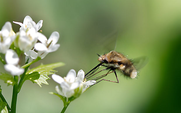 chlpačka veľká Bombylius major