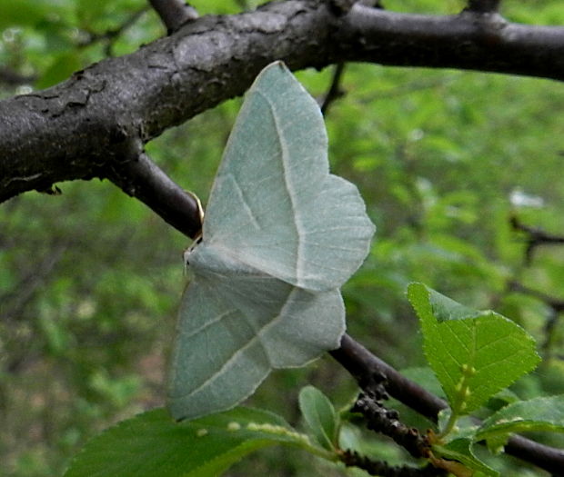 listnatka hrabová Campaea margaritaria