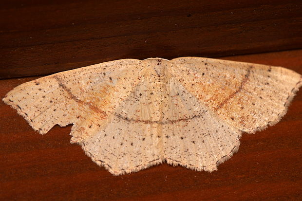 piadica dubová / očkovec dubový Cyclophora punctaria Linnaeus, 1758