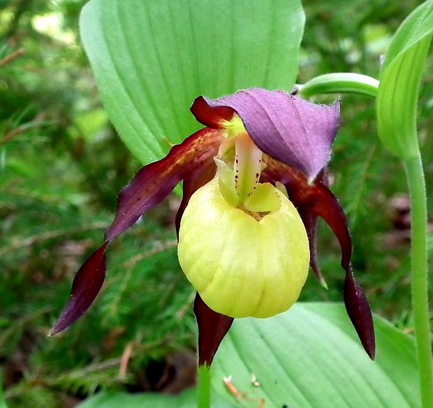 črievičník papučkový Cypripedium calceolus L.