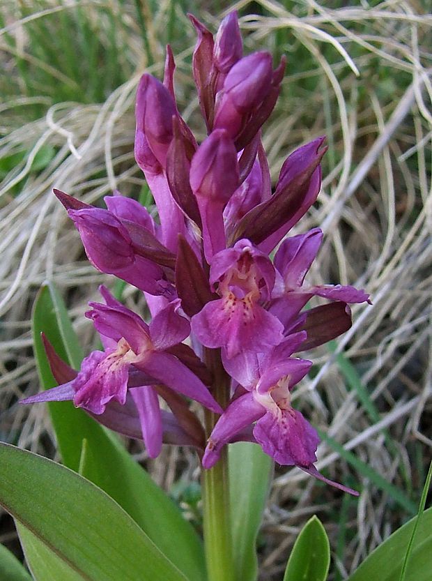 vstavačovec bazový Dactylorhiza sambucina (L.) Soó