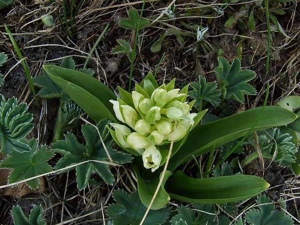 vstavačovec bazový Dactylorhiza sambucina (L.) Soó