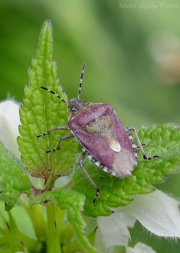 bzdocha obyčajná Dolycoris baccarum