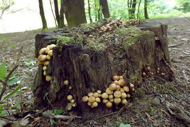 plamienka letná ? Flammulina fennae Bas