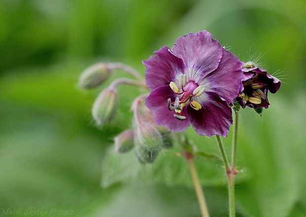 pakost hnedočervený Geranium phaeum L.