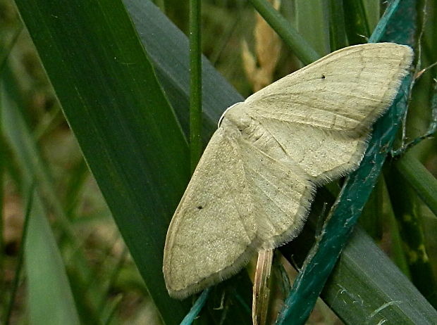 piadica prostá Idaea straminata