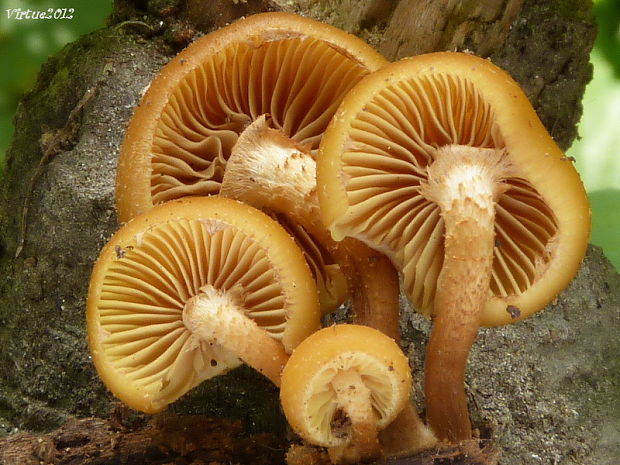 šupinačka menlivá Kuehneromyces mutabilis (Schaeff.) Singer & A.H. Sm.