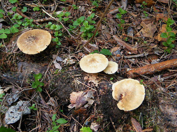 trúdnik strapkatý Lentinus substrictus (Bolton) Zmitr. & Kovalenko