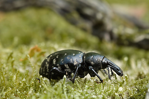 tvrdoň deväťsilový Liparus glabrirostris