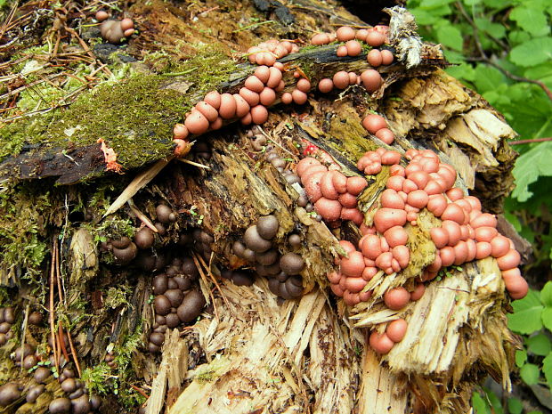 vlčinka červená Lycogala epidendrum (J.C. Buxb. ex L.) Fr.