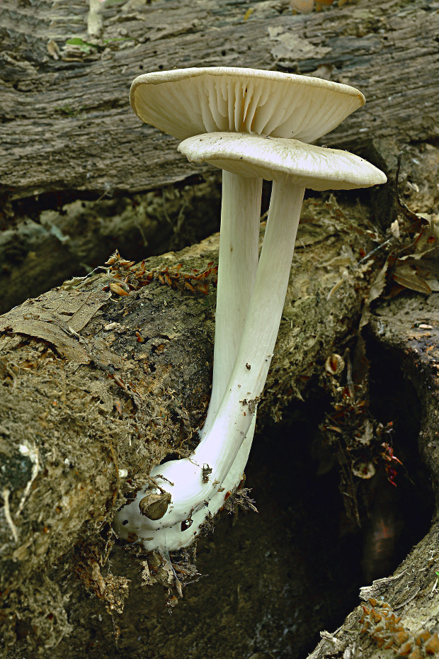 povraznica širokolupeňová ? Megacollybia platyphylla (Pers.) Kotl. & Pouzar