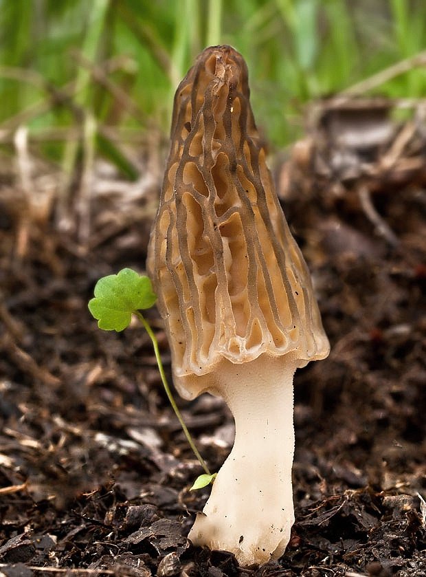 smrčok Morchella sp.