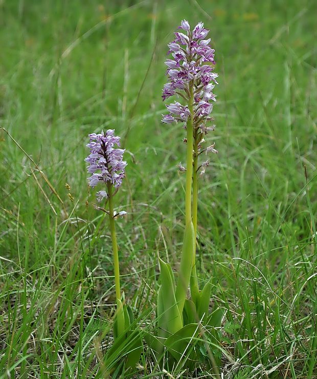 vstavač vojenský Orchis militaris L.