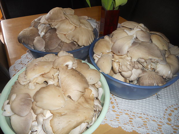 hliva bukova Pleurotus dryinus (Pers.) P. Kumm.