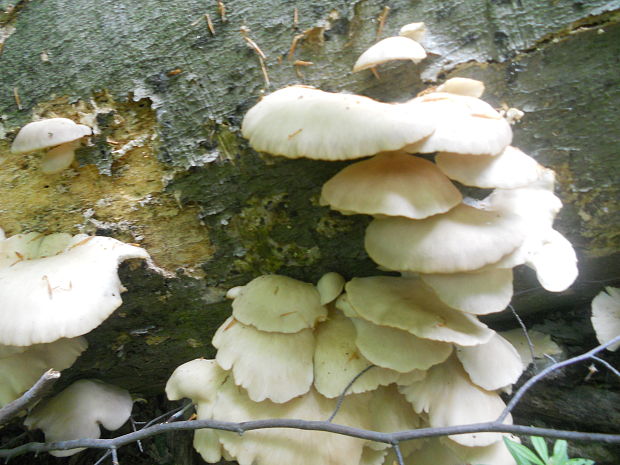 hliva bukova Pleurotus dryinus (Pers.) P. Kumm.