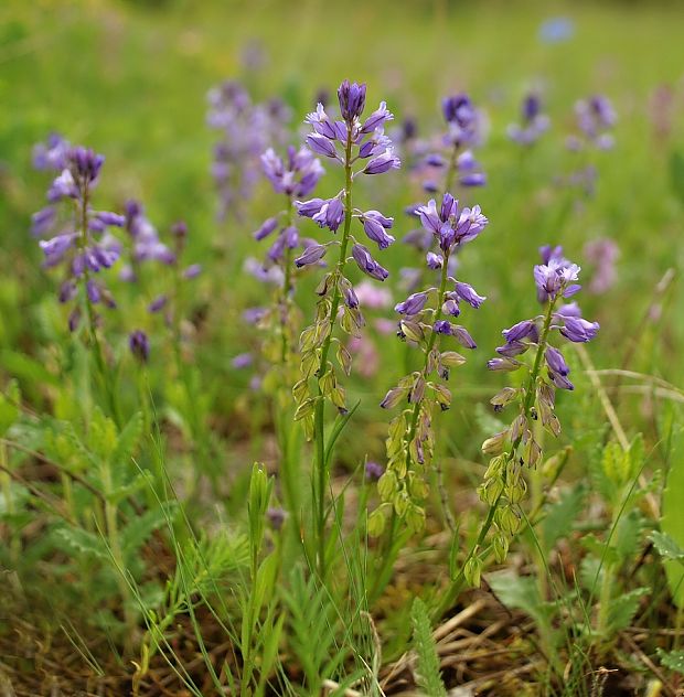 horčinka obyčajná Polygala vulgaris L.