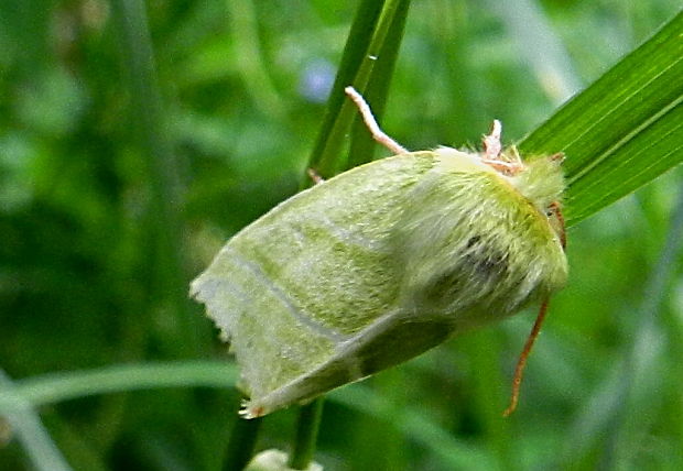 zelenka buková Pseudoips prasinana