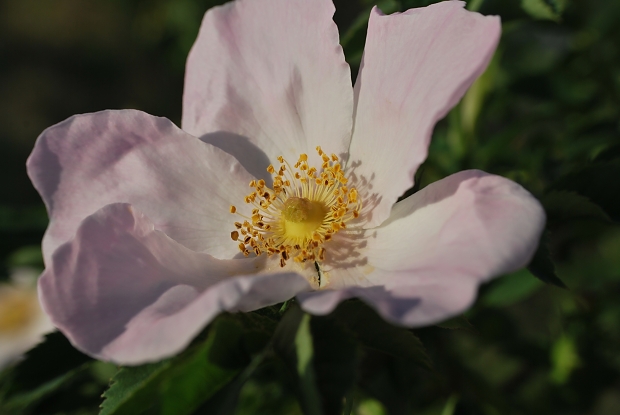 ruža šípová Rosa canina L.