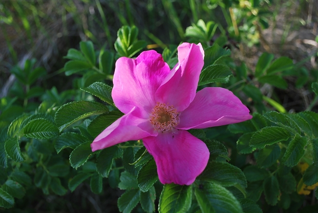 ruža vráskavá Rosa rugosa Thunb.