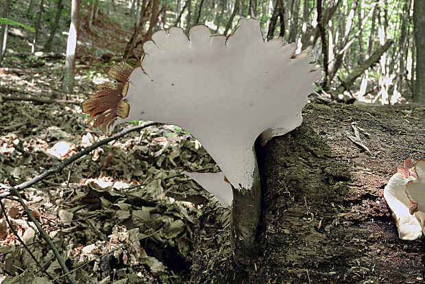 trúdnik tmavohlúbikový Royoporus badius (Pers.) A.B. De