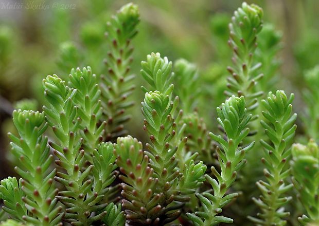 rozchodník Sedum sp.