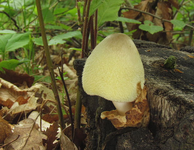 pošvovec stromový Volvariella bombycina (Schaeff.) Singer