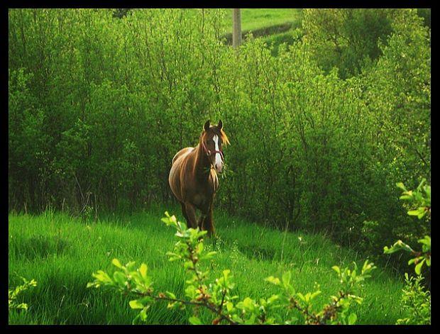 slovenský športový pony