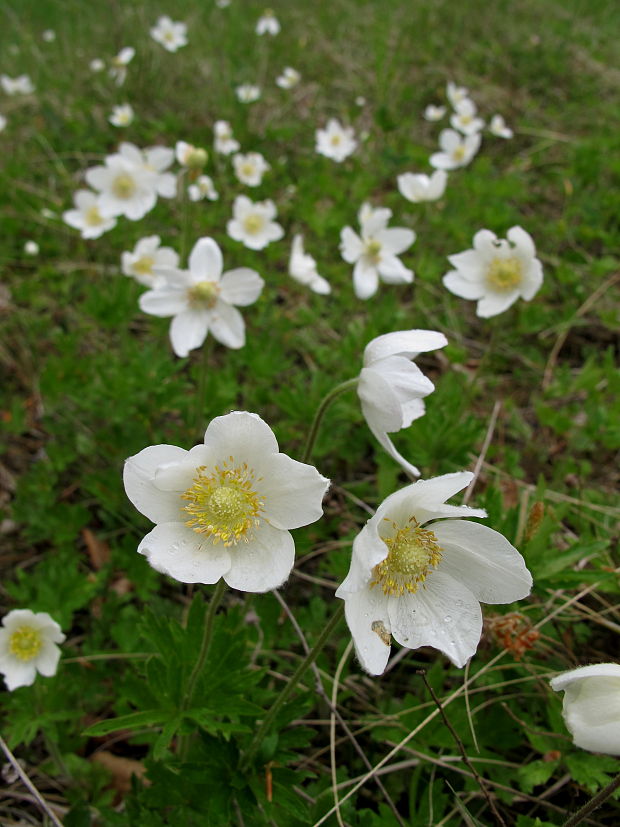 veternica lesná Anemone sylvestris L.