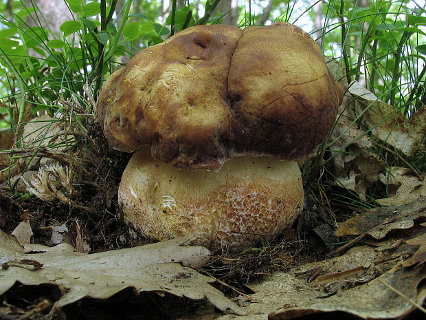 hríb sosnový Boletus pinophilus Pil. et Dermek in Pil.