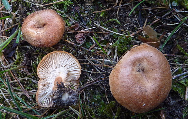 strmuľka hnedočervená Bonomyces sinopicus (Fr.) Vizzini