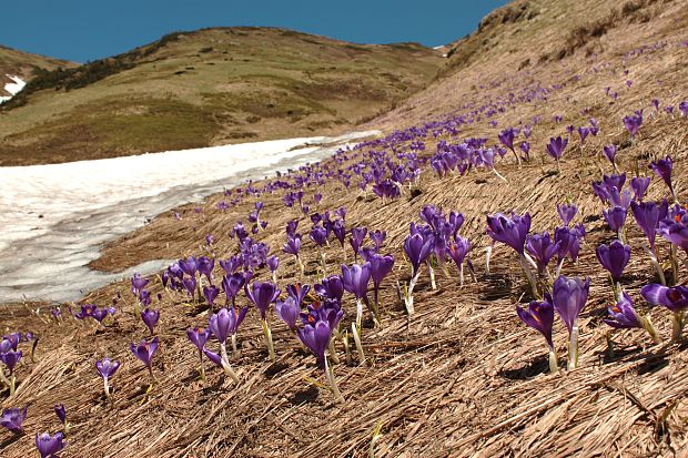 šafran Crocus sp.