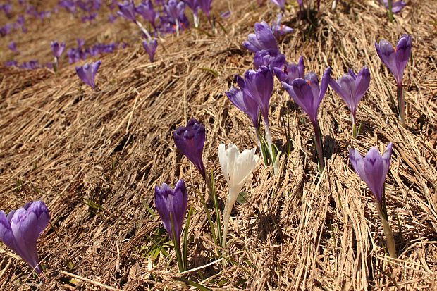 šafran Crocus sp.