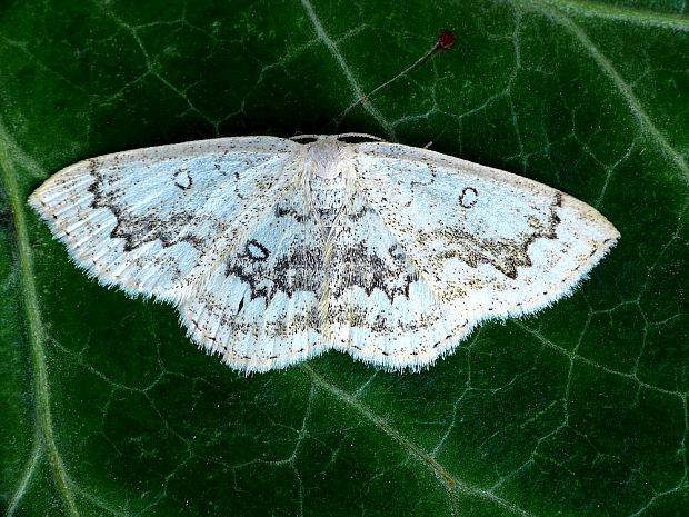 piadica javorová Cyclophora annularia Fabricius, 1775