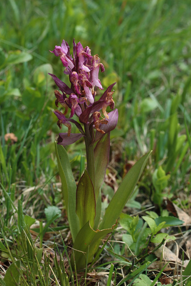 vstavačovec bazový Dactylorhiza sambucina (L.) Soó