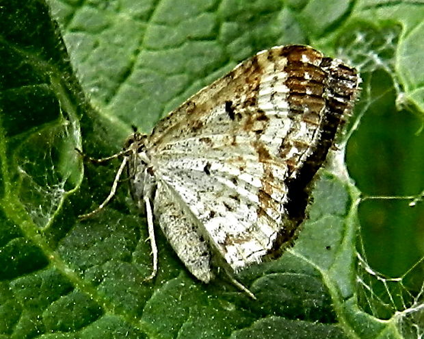 piadivka obyčajná Epirrhoe alternata