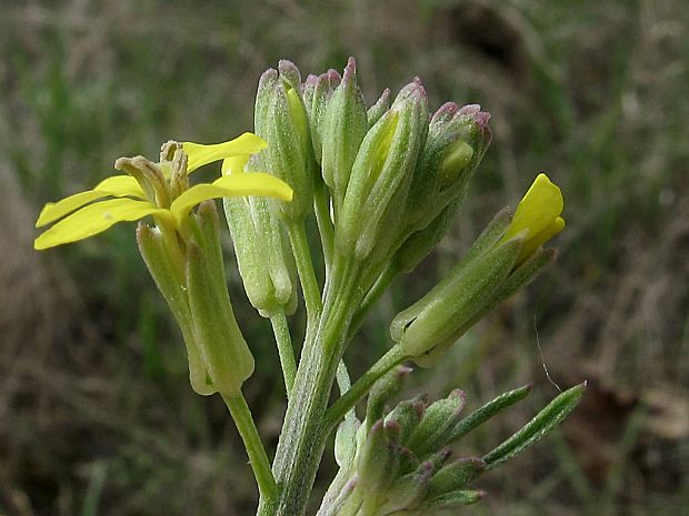 horčičník konáristý Erysimum diffusum Ehrh.