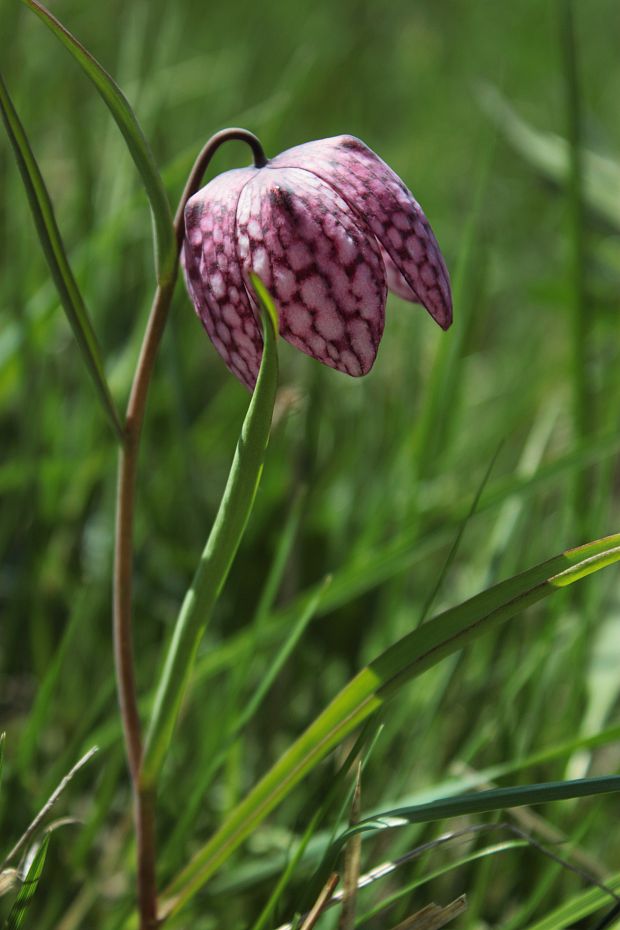 korunkovka strakatá Fritillaria meleagris L.