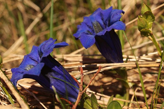 horec clusiov -? Gentiana clusii Perr. et Songeon