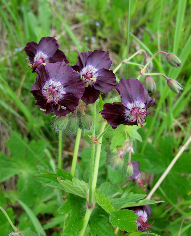 pakost hnedočervený Geranium phaeum L.