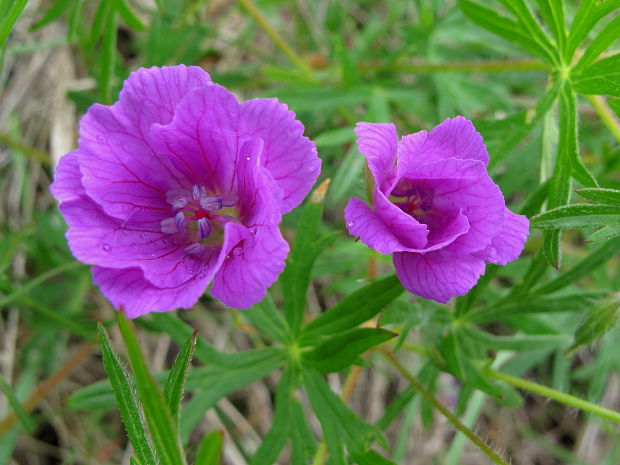 pakost krvavý Geranium sanguineum L.