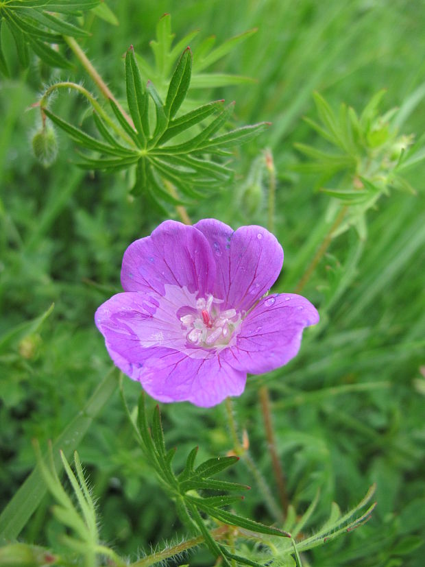 pakost krvavý Geranium sanguineum L.