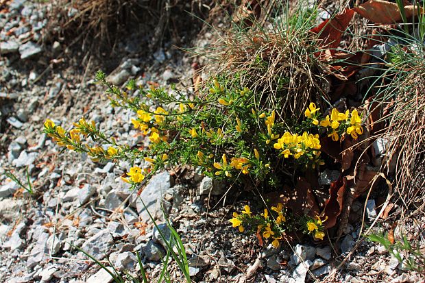 podkovka chochlatá Hippocrepis comosa L.