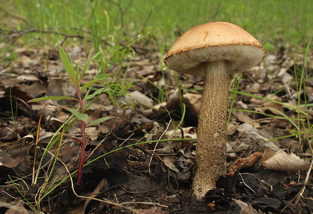 kozák brezový Leccinum scabrum (Bull.) Gray