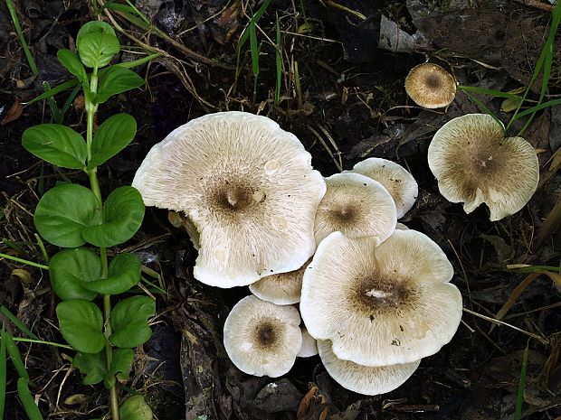 húževnatec tigrovaný Lentinus tigrinus (Bull.) Fr.