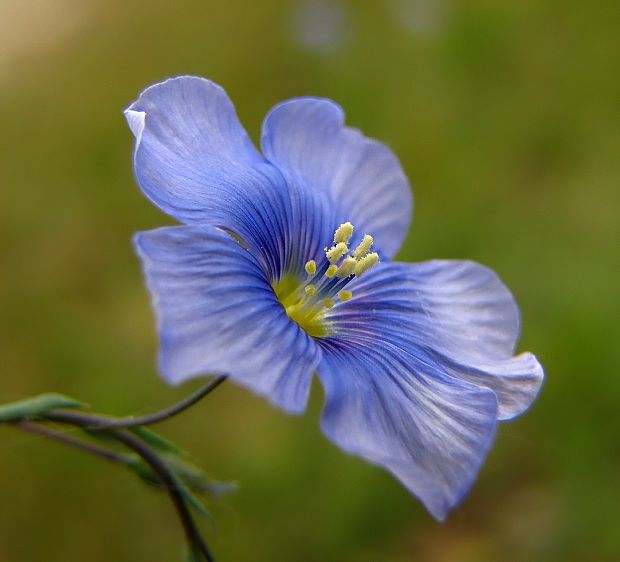 ľan rakúsky Linum austriacum L.