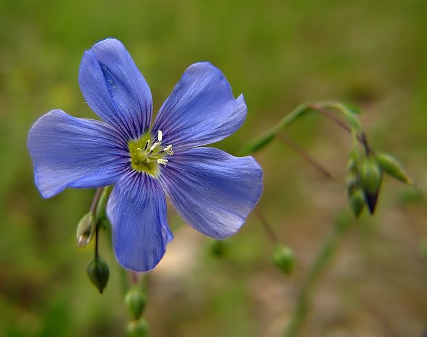 ľan rakúsky Linum austriacum L.