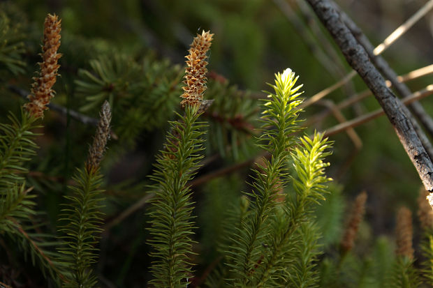 plavúň pučivý Lycopodium annotinum L.