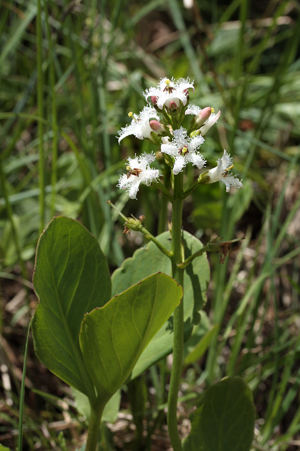 vachta trojlistá Menyanthes trifoliata L.